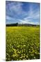 Field of Dandelions, Near Greta Valley, North Canterbury, South Island, New Zealand-David Wall-Mounted Photographic Print