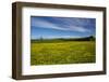 Field of Dandelions, Near Greta Valley, North Canterbury, South Island, New Zealand-David Wall-Framed Photographic Print