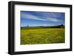 Field of Dandelions, Near Greta Valley, North Canterbury, South Island, New Zealand-David Wall-Framed Photographic Print