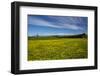 Field of Dandelions, Near Greta Valley, North Canterbury, South Island, New Zealand-David Wall-Framed Photographic Print