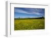 Field of Dandelions, Near Greta Valley, North Canterbury, South Island, New Zealand-David Wall-Framed Photographic Print