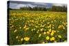 Field of Dandelions (Taraxacum Sp) in Flower, Bergslagen, Sweden, June 2009-Cairns-Stretched Canvas