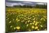 Field of Dandelions (Taraxacum Sp) in Flower, Bergslagen, Sweden, June 2009-Cairns-Mounted Photographic Print