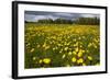 Field of Dandelions (Taraxacum Sp) in Flower, Bergslagen, Sweden, June 2009-Cairns-Framed Photographic Print