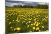 Field of Dandelions (Taraxacum Sp) in Flower, Bergslagen, Sweden, June 2009-Cairns-Mounted Photographic Print