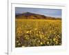 Field of Desert Gold Wildflowers, Death Valley National Park, California, USA-Chuck Haney-Framed Premium Photographic Print