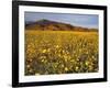 Field of Desert Gold Wildflowers, Death Valley National Park, California, USA-Chuck Haney-Framed Premium Photographic Print