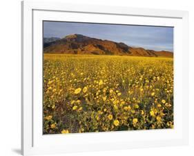 Field of Desert Gold Wildflowers, Death Valley National Park, California, USA-Chuck Haney-Framed Photographic Print