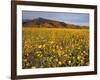 Field of Desert Gold Wildflowers, Death Valley National Park, California, USA-Chuck Haney-Framed Photographic Print