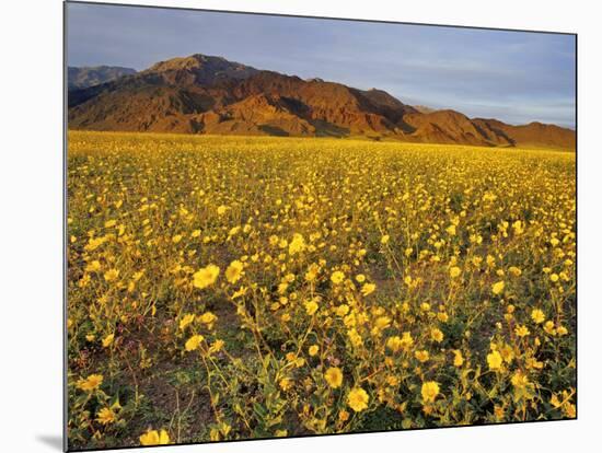 Field of Desert Gold Wildflowers, Death Valley National Park, California, USA-Chuck Haney-Mounted Photographic Print