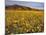 Field of Desert Gold Wildflowers, Death Valley National Park, California, USA-Chuck Haney-Mounted Photographic Print