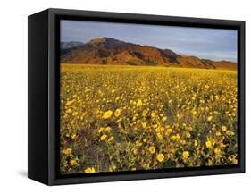 Field of Desert Gold Wildflowers, Death Valley National Park, California, USA-Chuck Haney-Framed Stretched Canvas