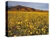 Field of Desert Gold Wildflowers, Death Valley National Park, California, USA-Chuck Haney-Stretched Canvas