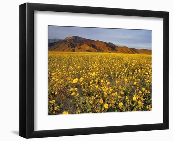 Field of Desert Gold Wildflowers, Death Valley National Park, California, USA-Chuck Haney-Framed Photographic Print
