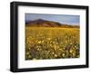 Field of Desert Gold Wildflowers, Death Valley National Park, California, USA-Chuck Haney-Framed Photographic Print