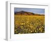 Field of Desert Gold Wildflowers, Death Valley National Park, California, USA-Chuck Haney-Framed Photographic Print