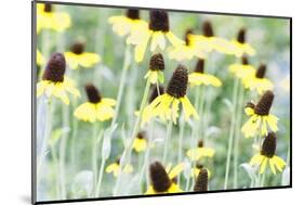 Field Of Dreams Two-George Oze-Mounted Photographic Print