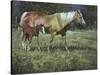 Field of Dreams-Jack Sorenson-Stretched Canvas