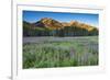 Field of Fireweed in meadow, Banff National Park, Canada-Howie Garber-Framed Photographic Print