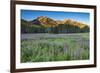 Field of Fireweed in meadow, Banff National Park, Canada-Howie Garber-Framed Photographic Print