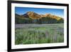 Field of Fireweed in meadow, Banff National Park, Canada-Howie Garber-Framed Photographic Print