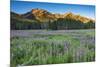 Field of Fireweed in meadow, Banff National Park, Canada-Howie Garber-Mounted Photographic Print
