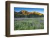 Field of Fireweed in meadow, Banff National Park, Canada-Howie Garber-Framed Photographic Print