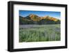 Field of Fireweed in meadow, Banff National Park, Canada-Howie Garber-Framed Photographic Print