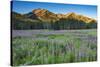 Field of Fireweed in meadow, Banff National Park, Canada-Howie Garber-Stretched Canvas