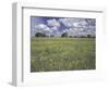 Field of Flowers and Clouds, Hill Country, Texas, USA-Adam Jones-Framed Photographic Print