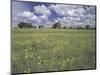 Field of Flowers and Clouds, Hill Country, Texas, USA-Adam Jones-Mounted Photographic Print