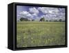 Field of Flowers and Clouds, Hill Country, Texas, USA-Adam Jones-Framed Stretched Canvas