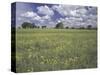 Field of Flowers and Clouds, Hill Country, Texas, USA-Adam Jones-Stretched Canvas