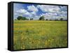 Field of Flowers and Trees with Cloudy Sky, Texas Hill Country, Texas, USA-Adam Jones-Framed Stretched Canvas