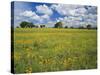 Field of Flowers and Trees with Cloudy Sky, Texas Hill Country, Texas, USA-Adam Jones-Stretched Canvas