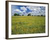 Field of Flowers and Trees with Cloudy Sky, Texas Hill Country, Texas, USA-Adam Jones-Framed Photographic Print