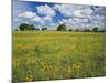 Field of Flowers and Trees with Cloudy Sky, Texas Hill Country, Texas, USA-Adam Jones-Mounted Photographic Print