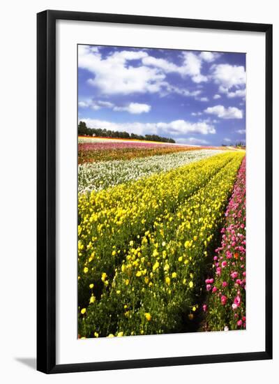 Field of Flowers I-Alan Hausenflock-Framed Photographic Print