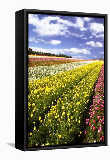 Field of Flowers I-Alan Hausenflock-Framed Stretched Canvas