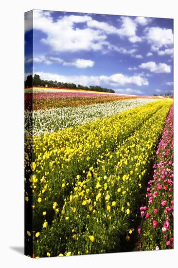 Field of Flowers I-Alan Hausenflock-Stretched Canvas