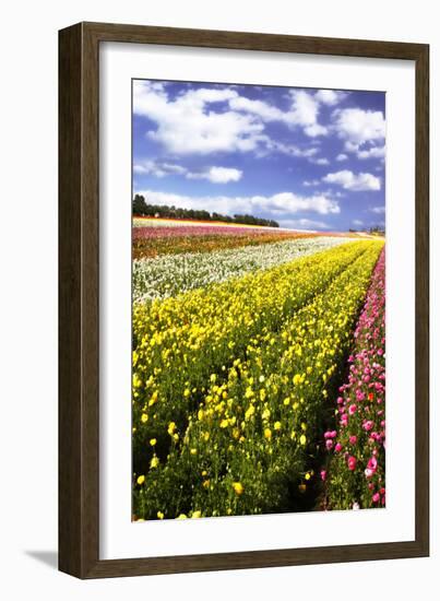 Field of Flowers I-Alan Hausenflock-Framed Photographic Print