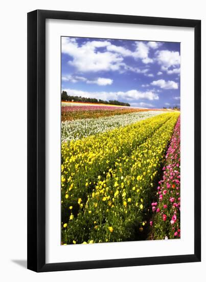 Field of Flowers I-Alan Hausenflock-Framed Photographic Print