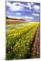 Field of Flowers I-Alan Hausenflock-Mounted Photographic Print