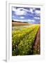 Field of Flowers I-Alan Hausenflock-Framed Photographic Print