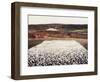 Field of Flowers in North, 1905-Harald Oskar Sohlberg-Framed Giclee Print