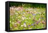 Field of Flowers in Paintography-Philippe Sainte-Laudy-Framed Stretched Canvas