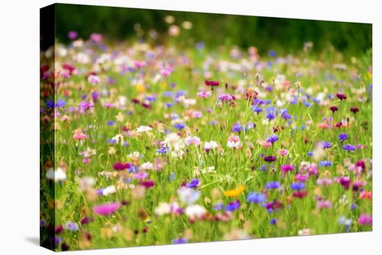 Field of Flowers in Paintography-Philippe Sainte-Laudy-Stretched Canvas