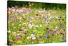 Field of Flowers in Paintography-Philippe Sainte-Laudy-Stretched Canvas