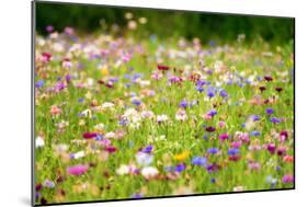Field of Flowers in Paintography-Philippe Sainte-Laudy-Mounted Photographic Print