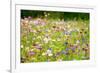 Field of Flowers in Paintography-Philippe Sainte-Laudy-Framed Photographic Print